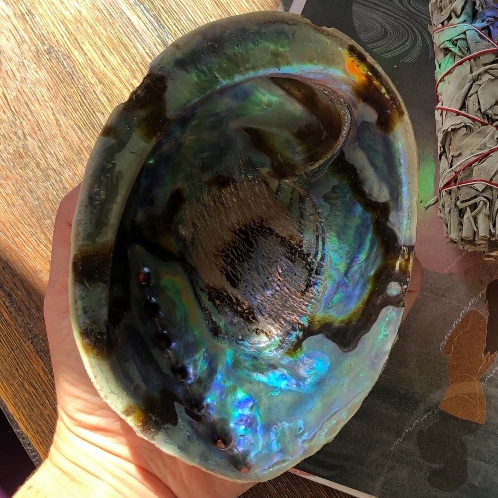 Beautiful large 5-6 inch abalone shell